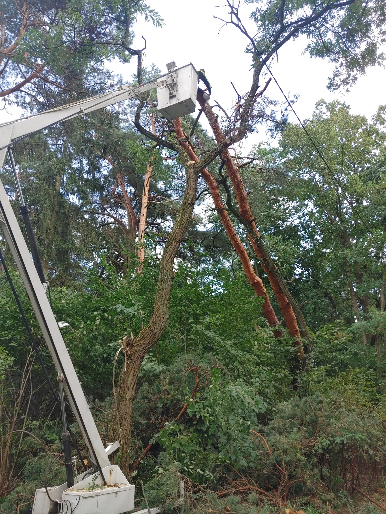 Pracownik w podnośniku koszowym przycina gałęzie drzewa w gęstym lesie, z widocznymi odciętymi konarami i zielenią w tle.