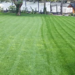 Perfekcyjnie przystrzyżony trawnik z widocznymi pasami po kosiarce, otoczony ozdobnymi roślinami i białym ażurowym ogrodzeniem.