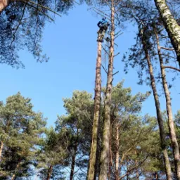 Arborysta w uprzęży, w trakcie wspinaczki na wysokie drzewo iglaste z użyciem liny, na tle błękitnego nieba i innych drzew.