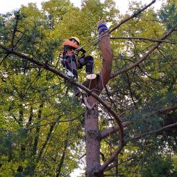 Wycinka sekcyjna drzew