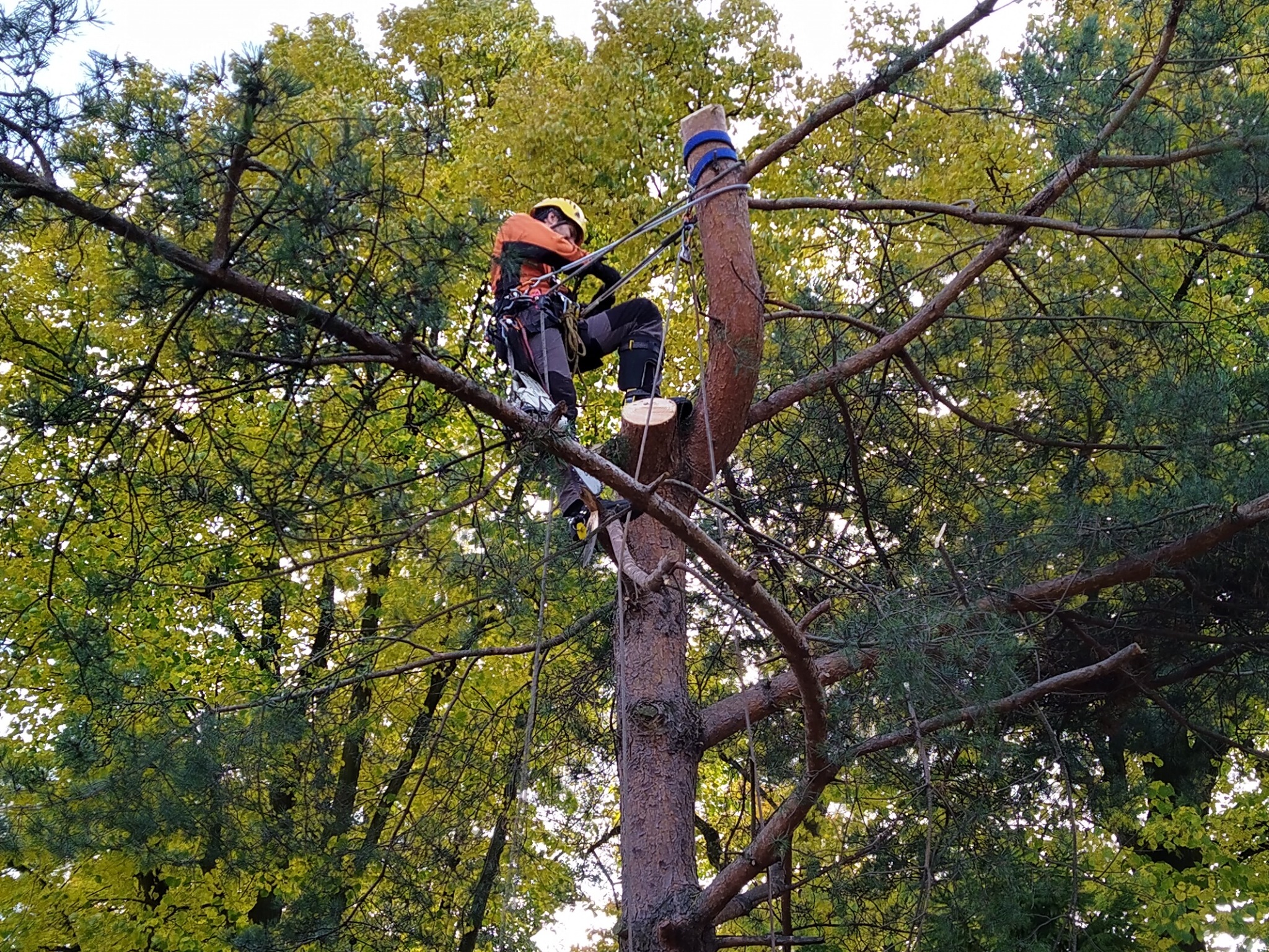 Wycinka sekcyjna drzew