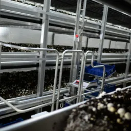 Wnętrze hali uprawnej z metalową konstrukcją regałów i systemem transportu wewnętrznego, wypełnionych podłożem z grzybami pieczarkami w różnych stadiach wzrostu.