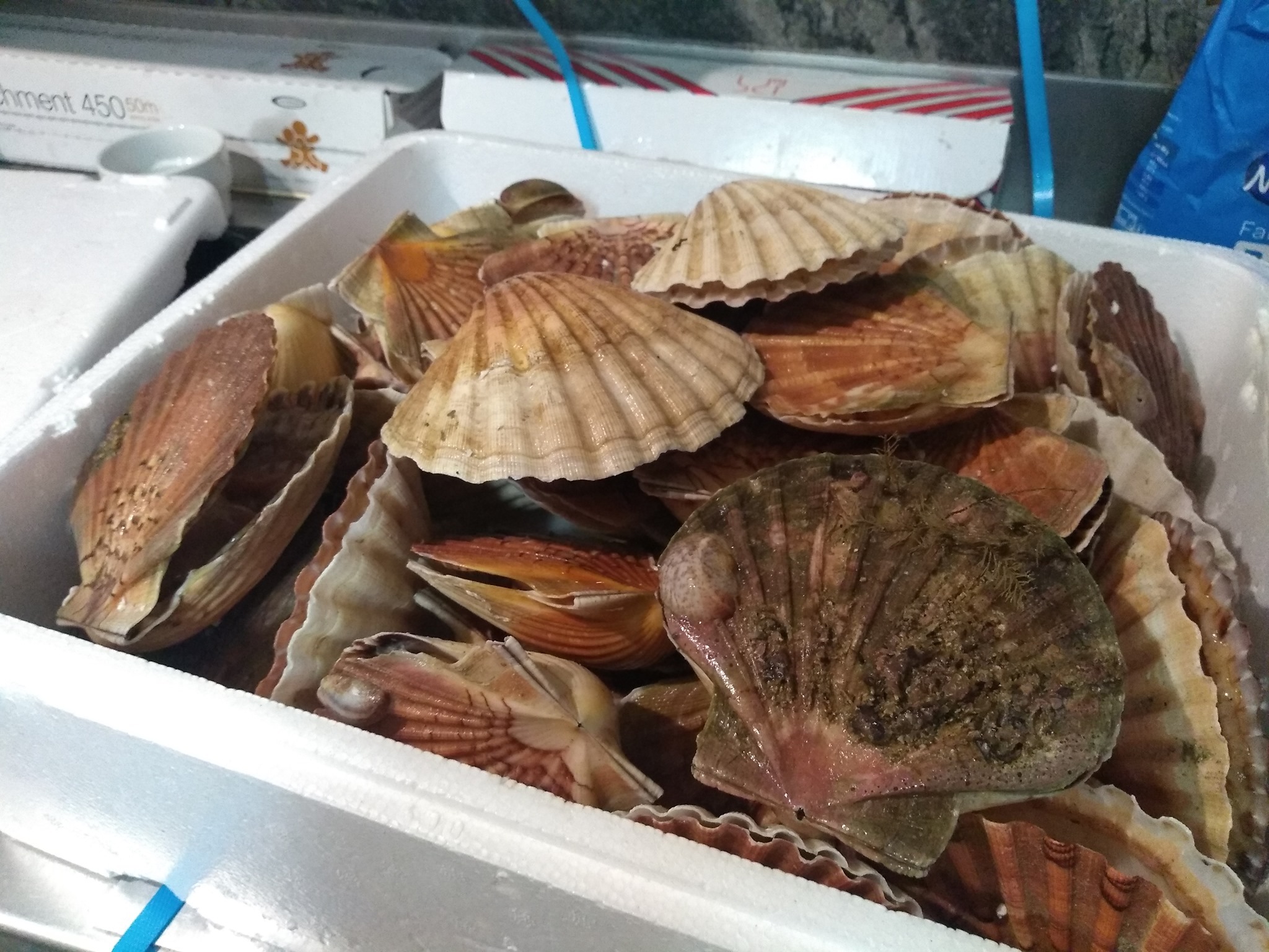 Świeże przegrzebki w białym styropianowym pojemniku, widoczne detale muszli i wnętrza, gotowe do przygotowania posiłku.