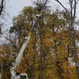 Wycinka drzew trudnych z podnośnika koszowego.