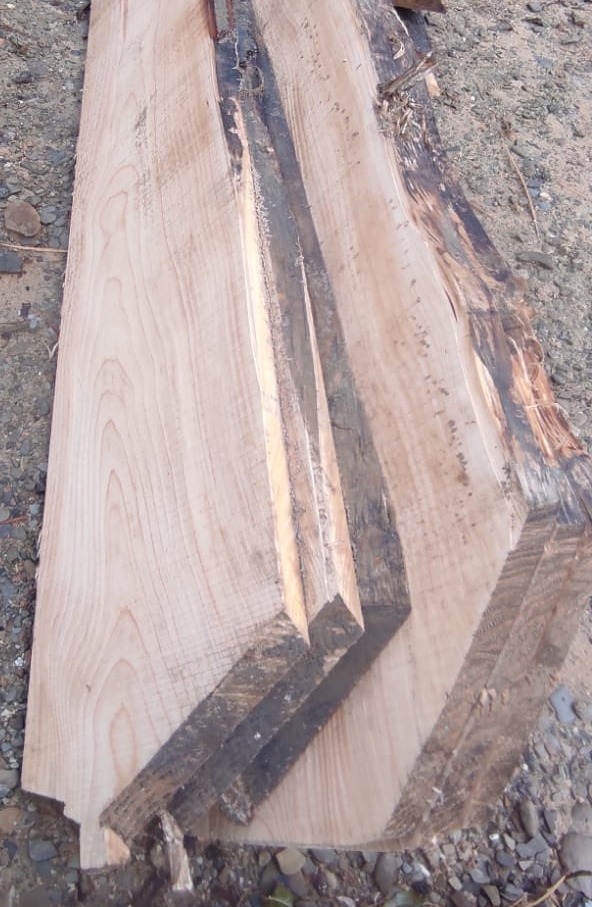 Surowe deski z jasnego drewna, widoczne słoje i kora, ułożone na żwirowym podłożu.