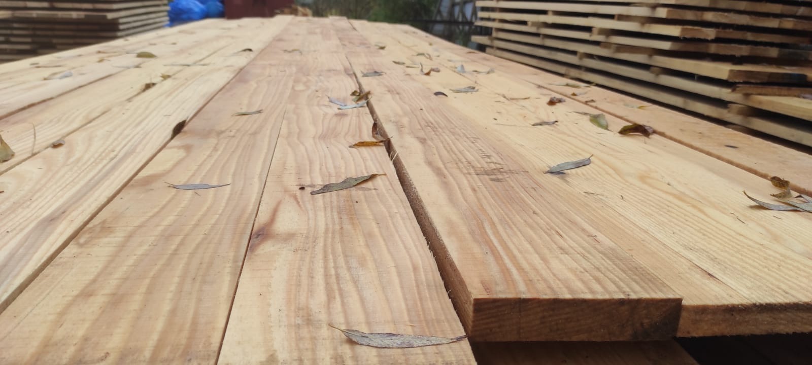 Stos desek z jasnego drewna iglastego, widoczne słoje, na powierzchni pojedyncze suche liście, w tle kolejne stosy drewna i niebieska plandeka.