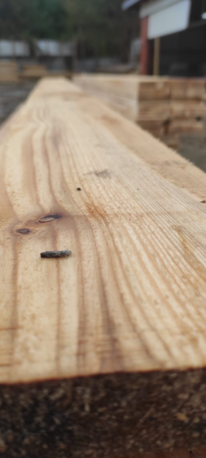 Świeżo przetarta deska z widocznymi słojami i niewielkim sękiem, ułożona na stosie drewna, z rozmytym tłem budynku.