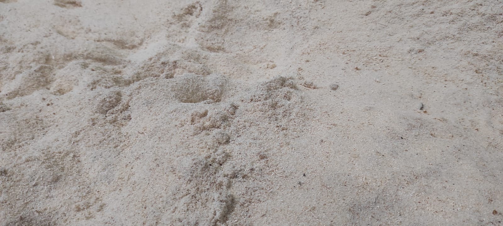 Jasne, drobne zrębki drzewne ułożone warstwą, widoczne niewielkie grudki i pojedyncze ciemniejsze fragmenty.