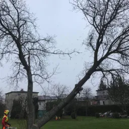 Pracownik w odzieży ochronnej z pilarką spalinową przygotowuje się do cięcia ukośnie rosnącego drzewa z gołymi gałęziami, w tle budynki mieszkalne i szary dzień.