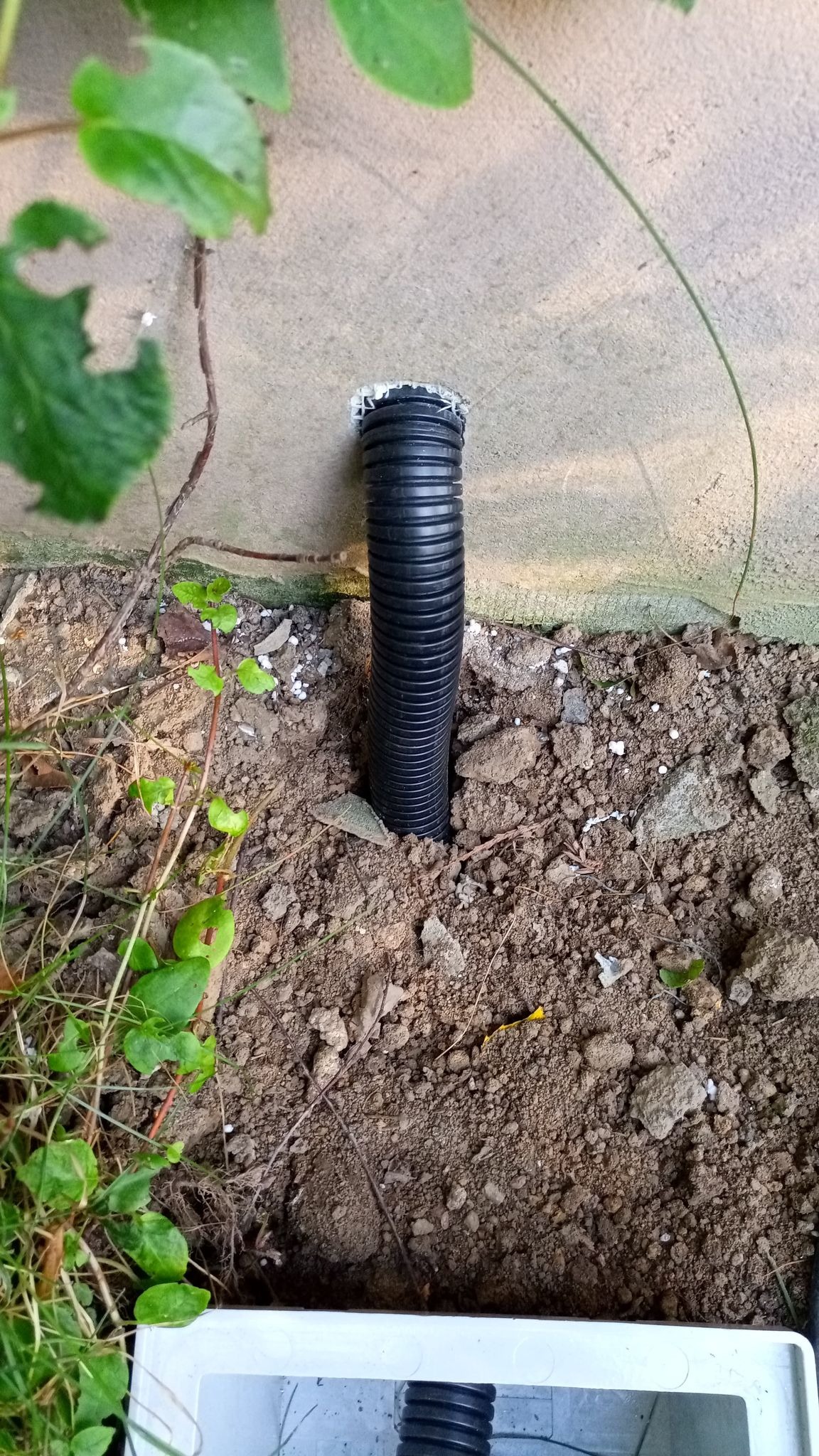 Czarna, karbowana rura osłonowa wystająca ze ściany budynku, otoczona ziemią i roślinnością, prawdopodobnie zabezpieczająca kable.