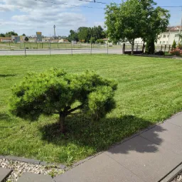 Zadbany trawnik w Siedlcach z ozdobnym drzewkiem bonsai na pierwszym planie, w tle budynki i parking.