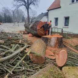 Ekipa w pomarańczowych kaskach tnie powalone drzewo piłą spalinową na tle domu i sterty gałęzi.