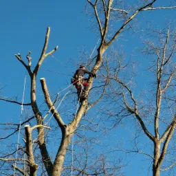 Redukcja korony drzew.