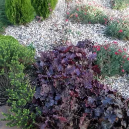 Kaskada roślin ozdobnych: purpurowe żurawki, karłowe tuje i rozchodniki na tle białego żwiru w ogrodzie.