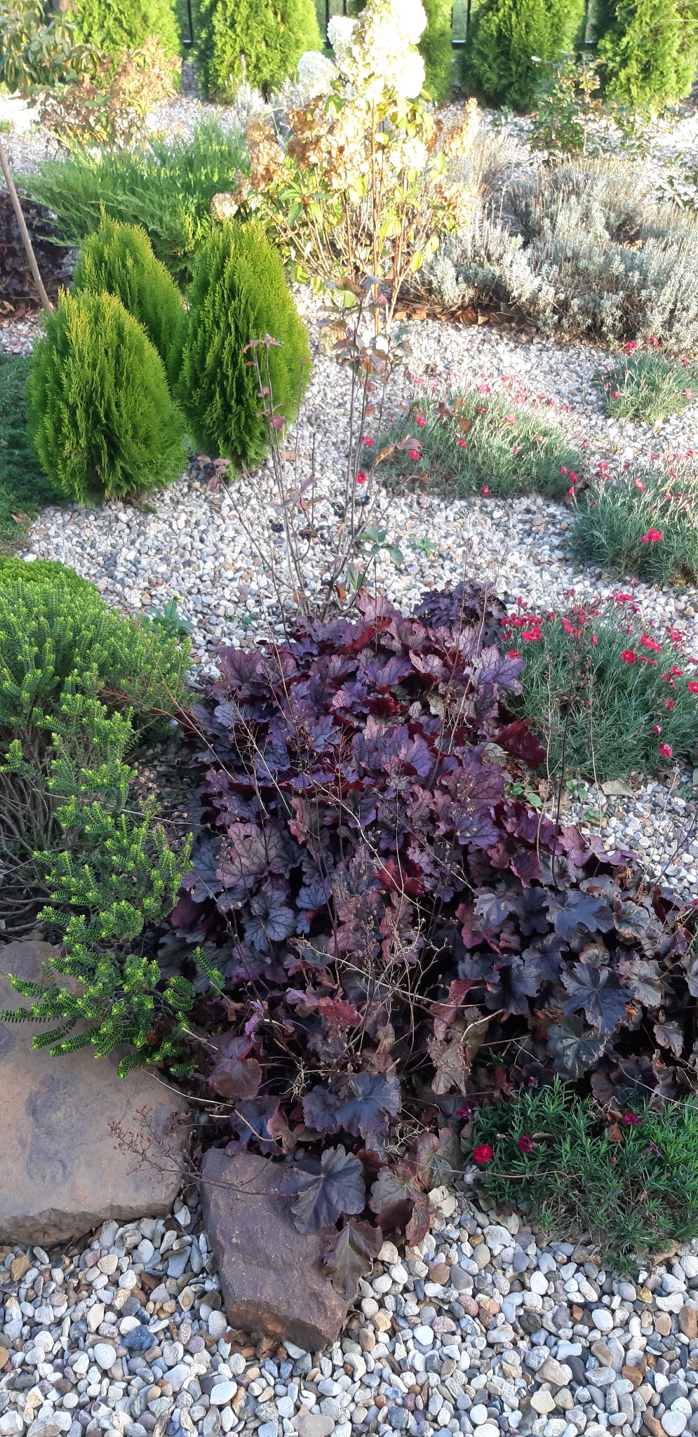 Kaskada roślin ozdobnych: purpurowe żurawki, karłowe tuje i rozchodniki na tle białego żwiru w ogrodzie.