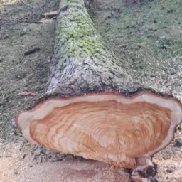 Ścięte drzewo leżące na trawie, widoczne słoje drewna na pniu, pozostałości po cięciu.