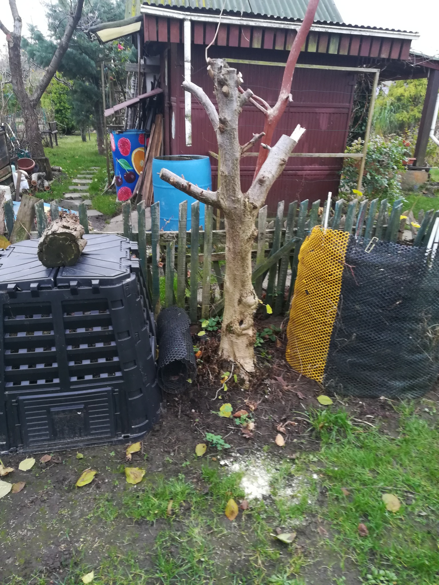 Przycięte drzewo w ogrodzie, widoczne ślady cięcia i rozsypane trociny, w tle drewniana altana i elementy wyposażenia ogrodowego.
