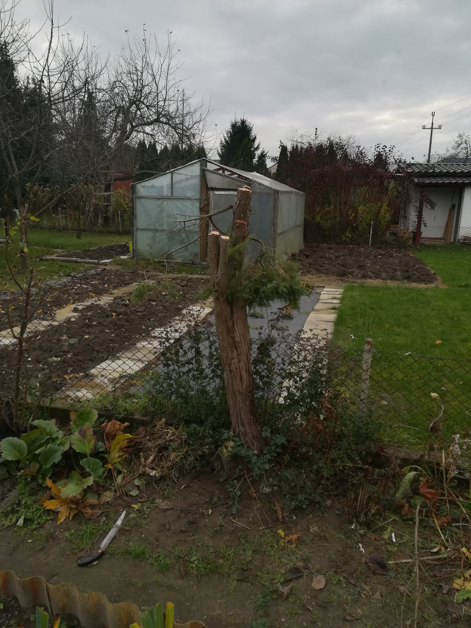 Ścięty pień drzewa iglastego w ogrodzie, obok szklarnia, na ziemi leży piła ręczna.