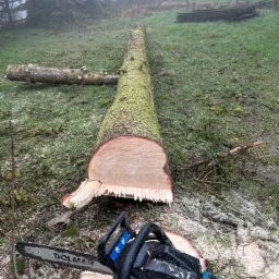 Świeżo ścięte drzewo iglaste na trawie, obok leży piła łańcuchowa marki Dolmar, w tle stos pociętych desek i mgła.