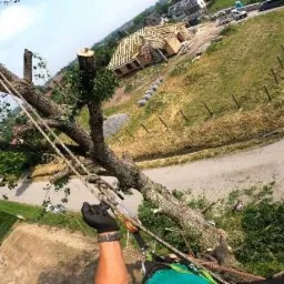 Arborysta w trakcie pracy na drzewie, zabezpieczony linami, z widokiem na dom w budowie i drogę z samochodem w tle.