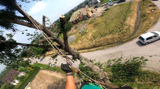 Arborysta w trakcie pracy na drzewie, zabezpieczony linami, z widokiem na dom w budowie i drogę z samochodem w tle.