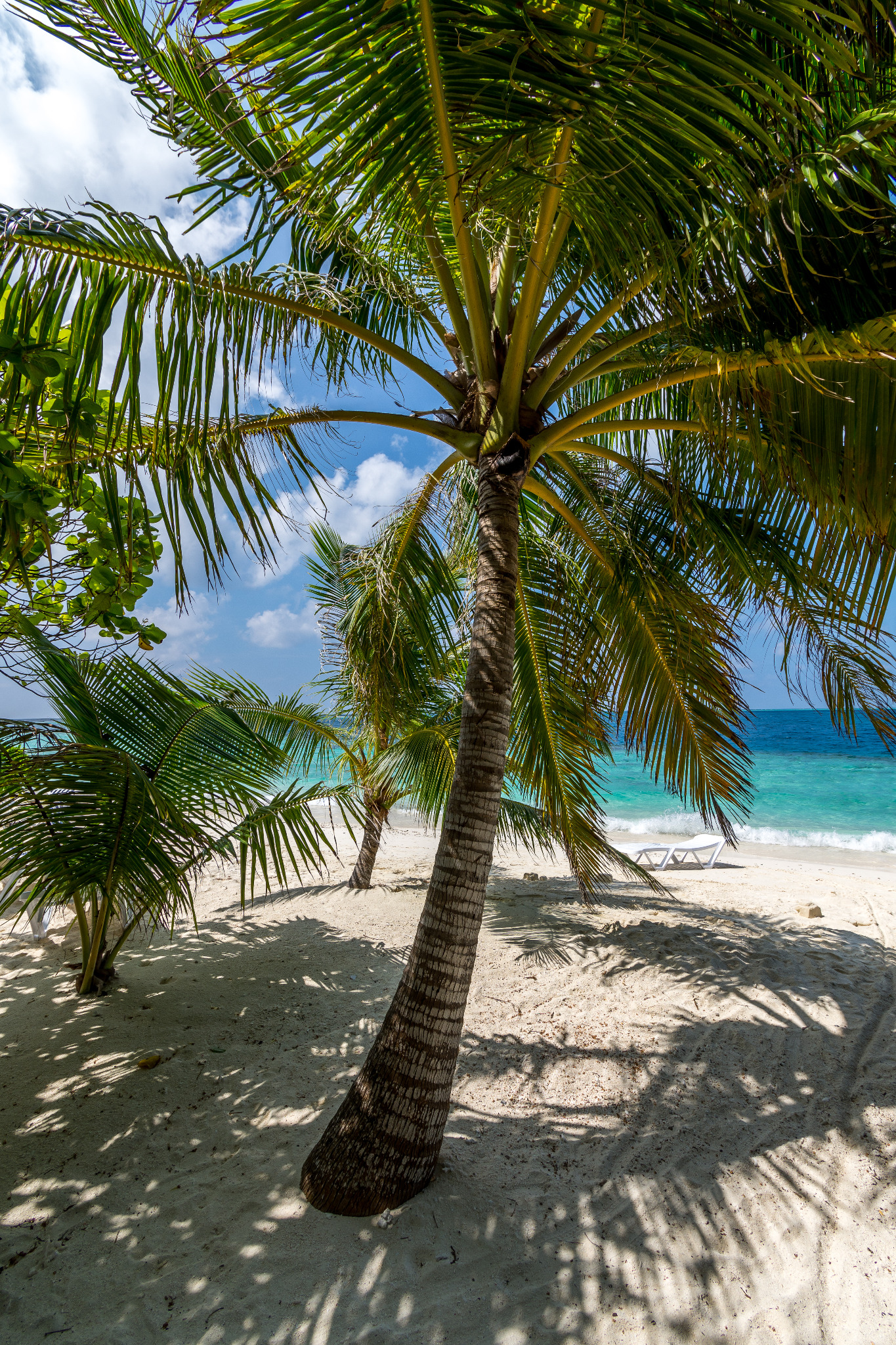 Palma kokosowa na białej, piaszczystej plaży z turkusową wodą i leżakiem w tle, widziana z dołu w słoneczny dzień.