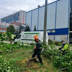 Dwóch pracowników w kaskach i ochronnikach słuchu tnie piłą łańcuchową powalone drzewo na trawniku przed budynkiem przemysłowym, w tle biały van z reklamą desek tarasowych.