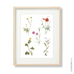 Ilustracja botaniczna z kwiatami polnymi.
