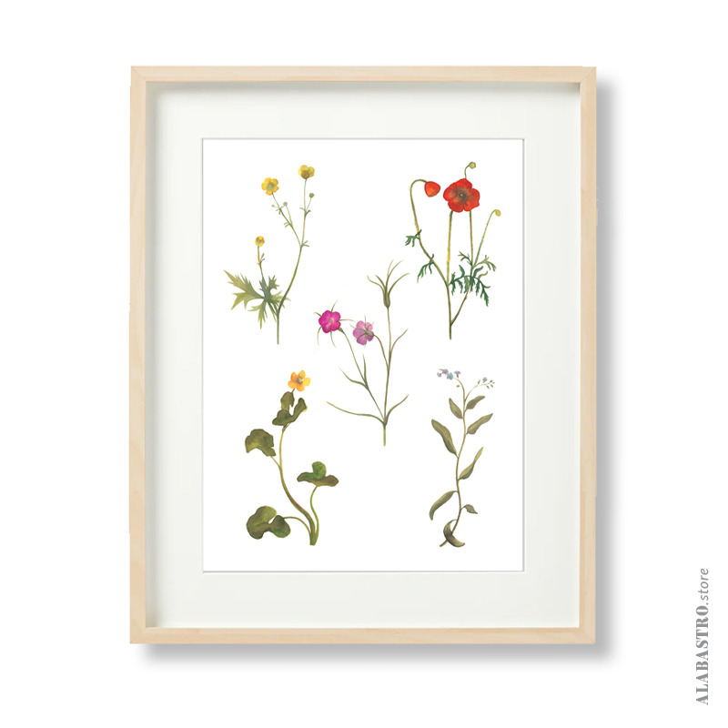 Ilustracja botaniczna z kwiatami polnymi.