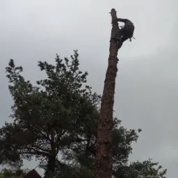 Świerk blisko ulicy, ogrodzenia, linii energetycznej. Pod spodem drzewa owocowe. Lipno