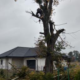 Wycinka drzew - Najwyższej Klasy Budowa Ogrodzenia Nowy Dwór Gdański