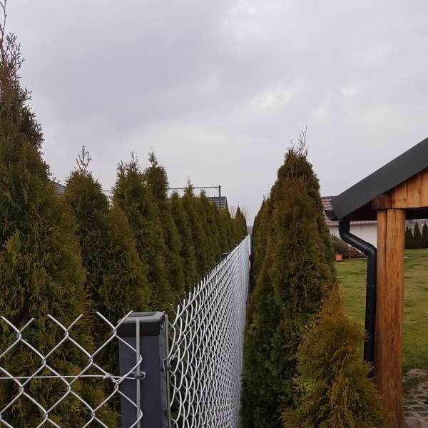Długa linia siatki ogrodzeniowej, oddzielająca posesję, z rzędem wysokich tuj po obu stronach, widok na szarą, pochmurną pogodę.