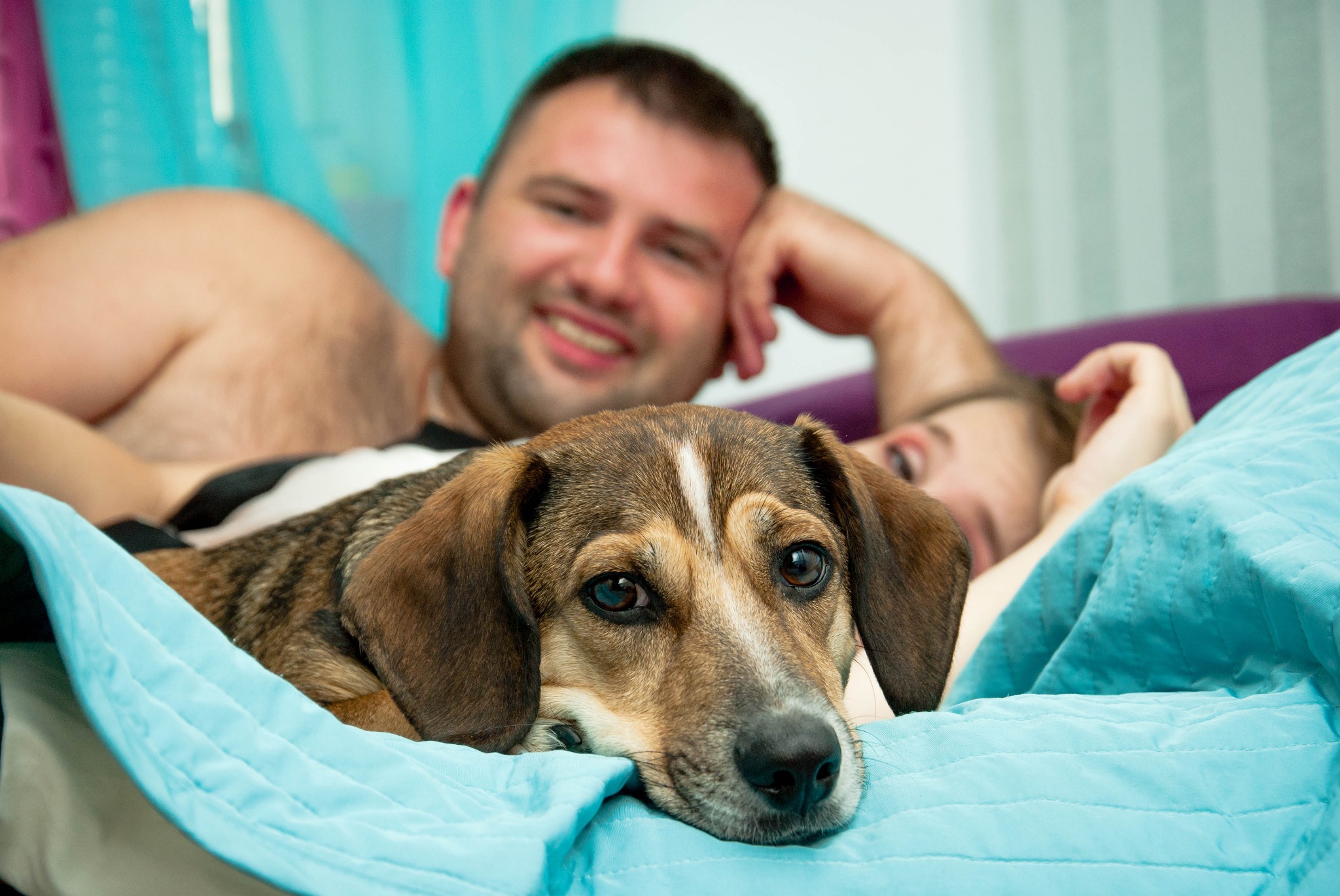 Portret psa rasy jamnik na turkusowej kołdrze, w tle uśmiechnięta para leżąca na łóżku.