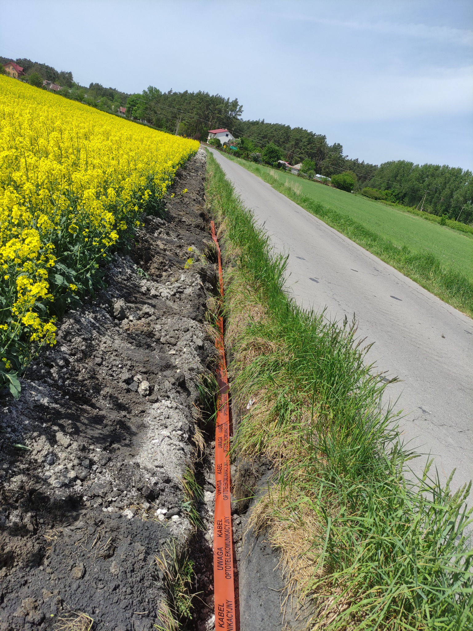 Wykopany wąski rów wzdłuż drogi asfaltowej, zabezpieczony pomarańczową taśmą ostrzegawczą 'Uwaga kabel optotelekomunikacyjny', obok pole kwitnącego rzepaku.