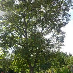 Rozłożyste drzewo liściaste w ogrodzie, światło słoneczne przebija się przez korony, widoczne elementy małej architektury ogrodowej i fragment osoby w tle.