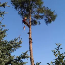 Oferuję również usługi wycinanie metodą alpinistyczną. W tym wypadku usuwanie modrzewia na działce w Gorzowie Wlkp.