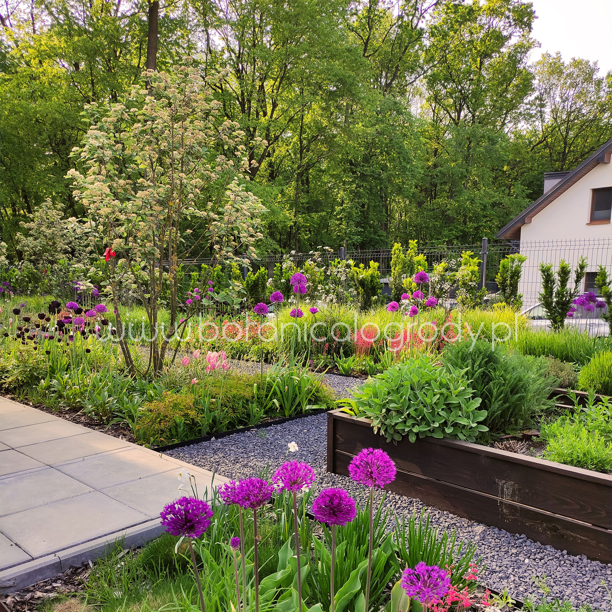 Kwitnący ogród z alejką z płyt i rabatami z fioletowymi kwiatami, drzewami i krzewami. W tle widoczny dom z białymi ścianami.