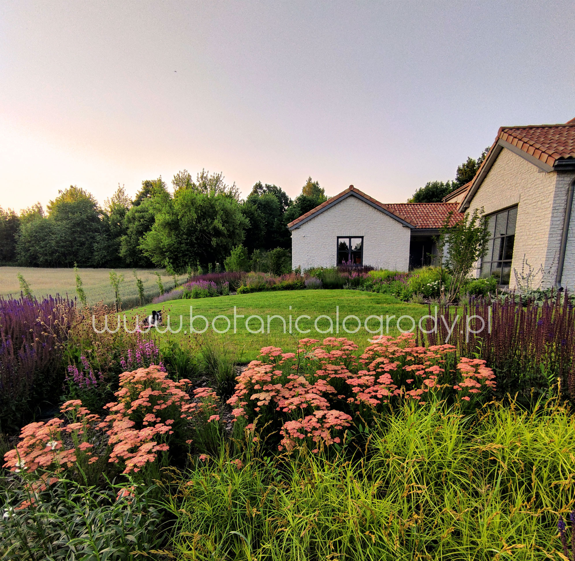 Kwitnący ogród przy domu z białej cegły, z widocznymi różowymi i fioletowymi kwiatami, trawnikiem i drzewami w tle, uchwycony o zmierzchu.