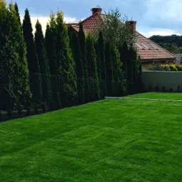 Równy trawnik z intensywnie zieloną trawą, obramowany rzędem wysokich, smukłych iglaków wzdłuż ogrodzenia z siatki i niskim betonowym murem z młodymi drzewkami, widok na dom z czerwoną dachówką w tle.