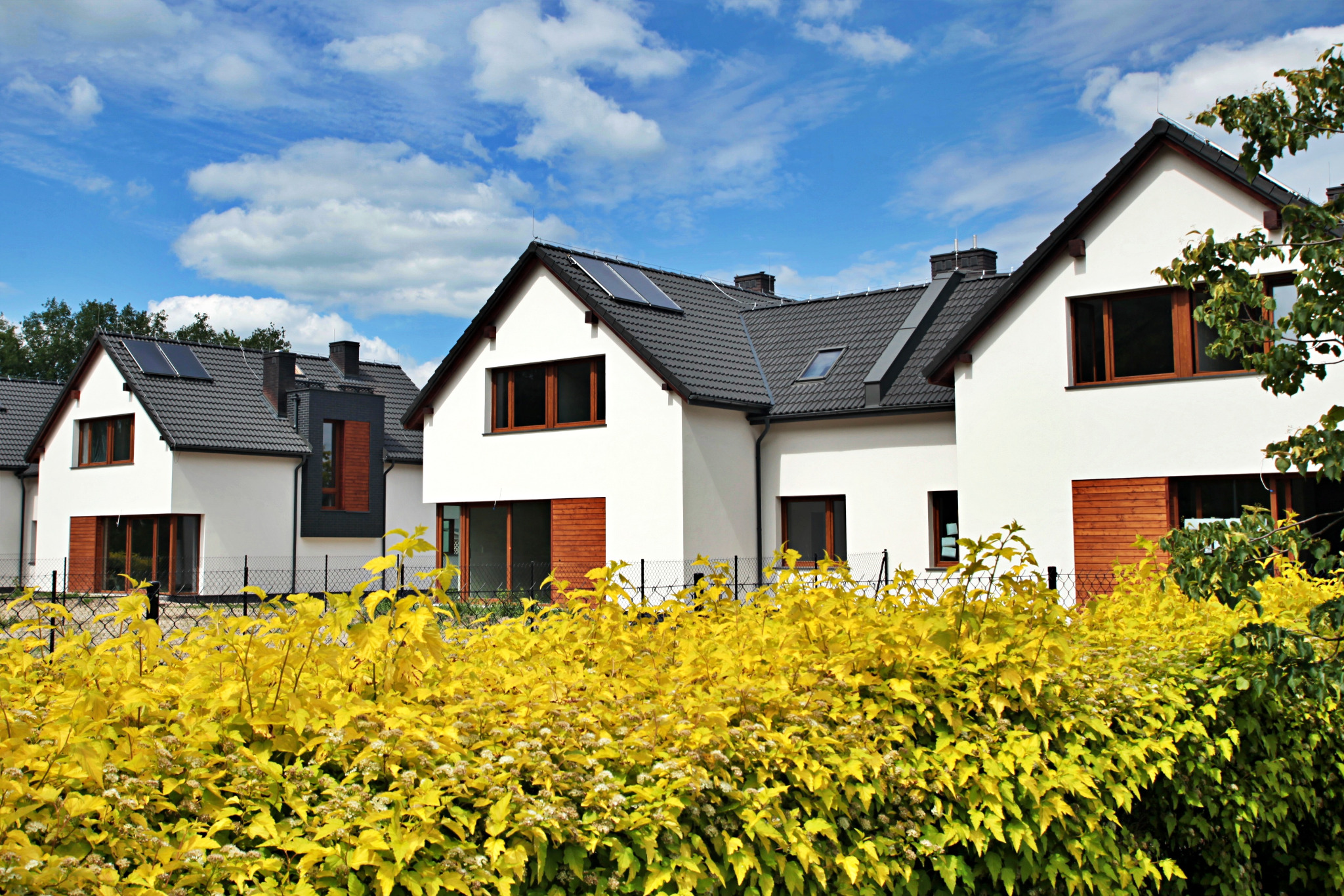 Nowoczesne, białe domy jednorodzinne z ciemnymi dachami i drewnianymi elementami wykończeniowymi, widoczne zza kwitnącego, żółtego krzewu.