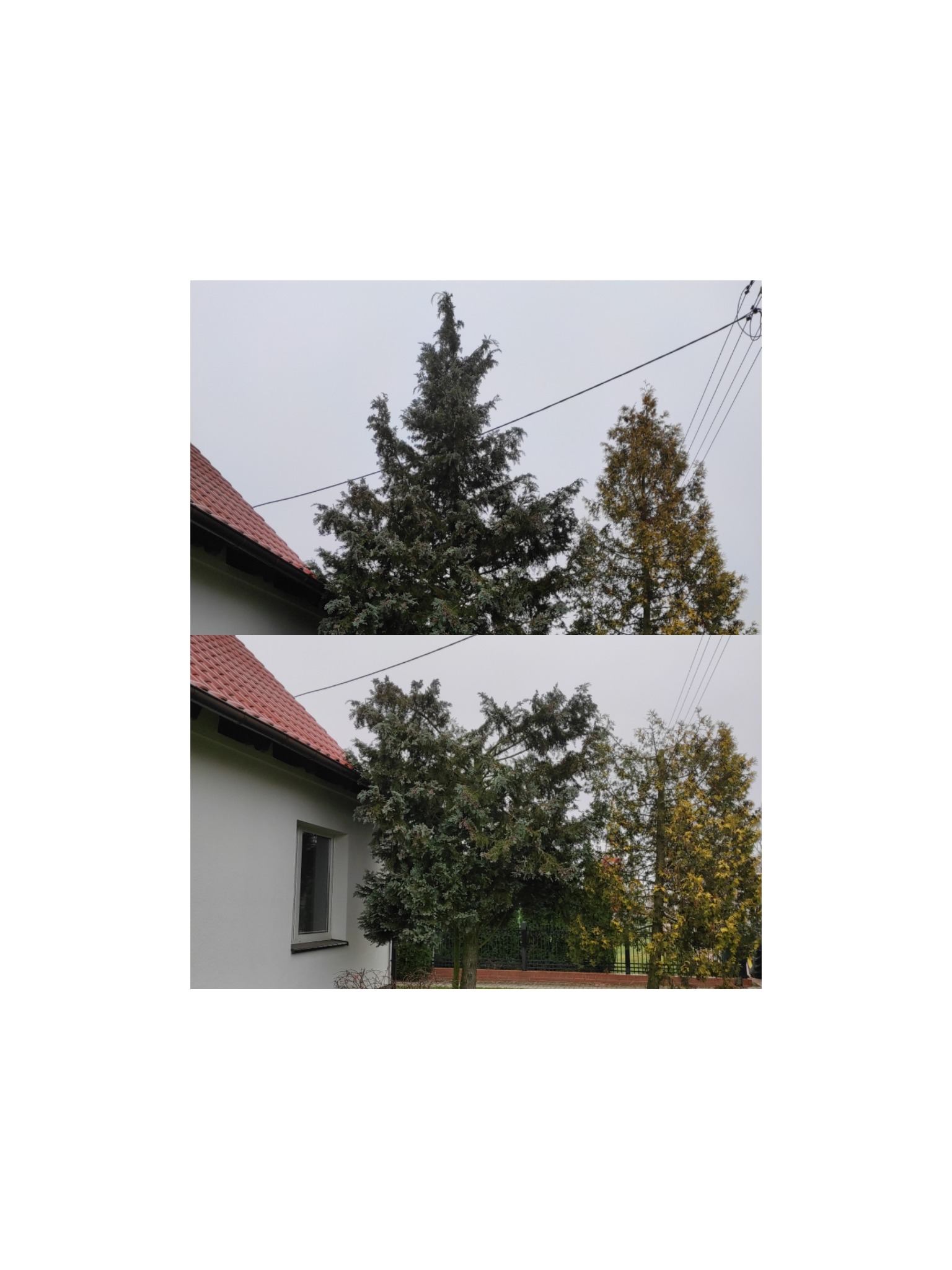 Skrócenie drzew tak aby nie kolidowały z kablem.