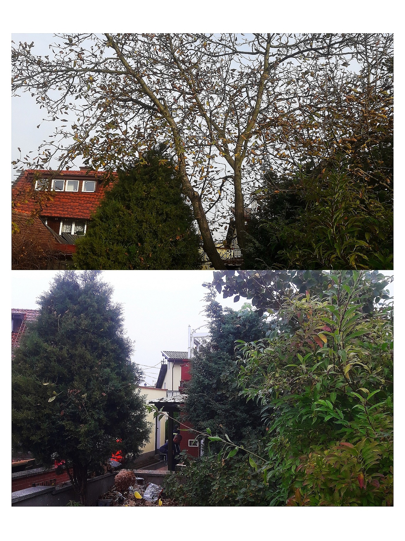 Ścinka bardzo trudno dostępnego orzecha to dla nas żaden problem.