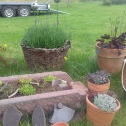 Wycinka drzew Wałbrzych 1