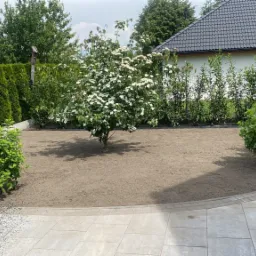 Świeżo założony trawnik z młodymi krzewami i kwitnącym drzewem w ogrodzie, widoczne obrzeża z kostki brukowej i żywopłot z tuj.