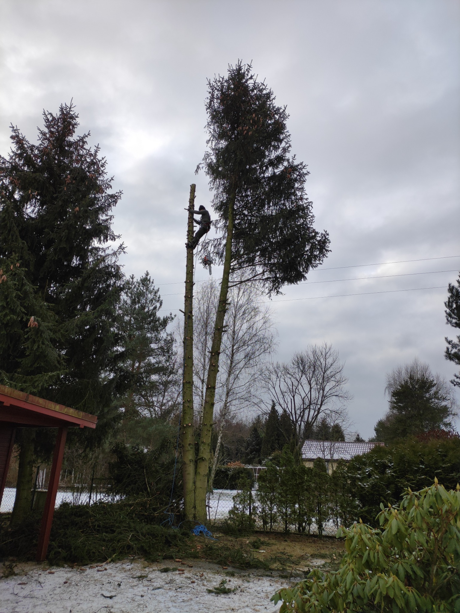 Ścinka drzew metoda alpinistyczną