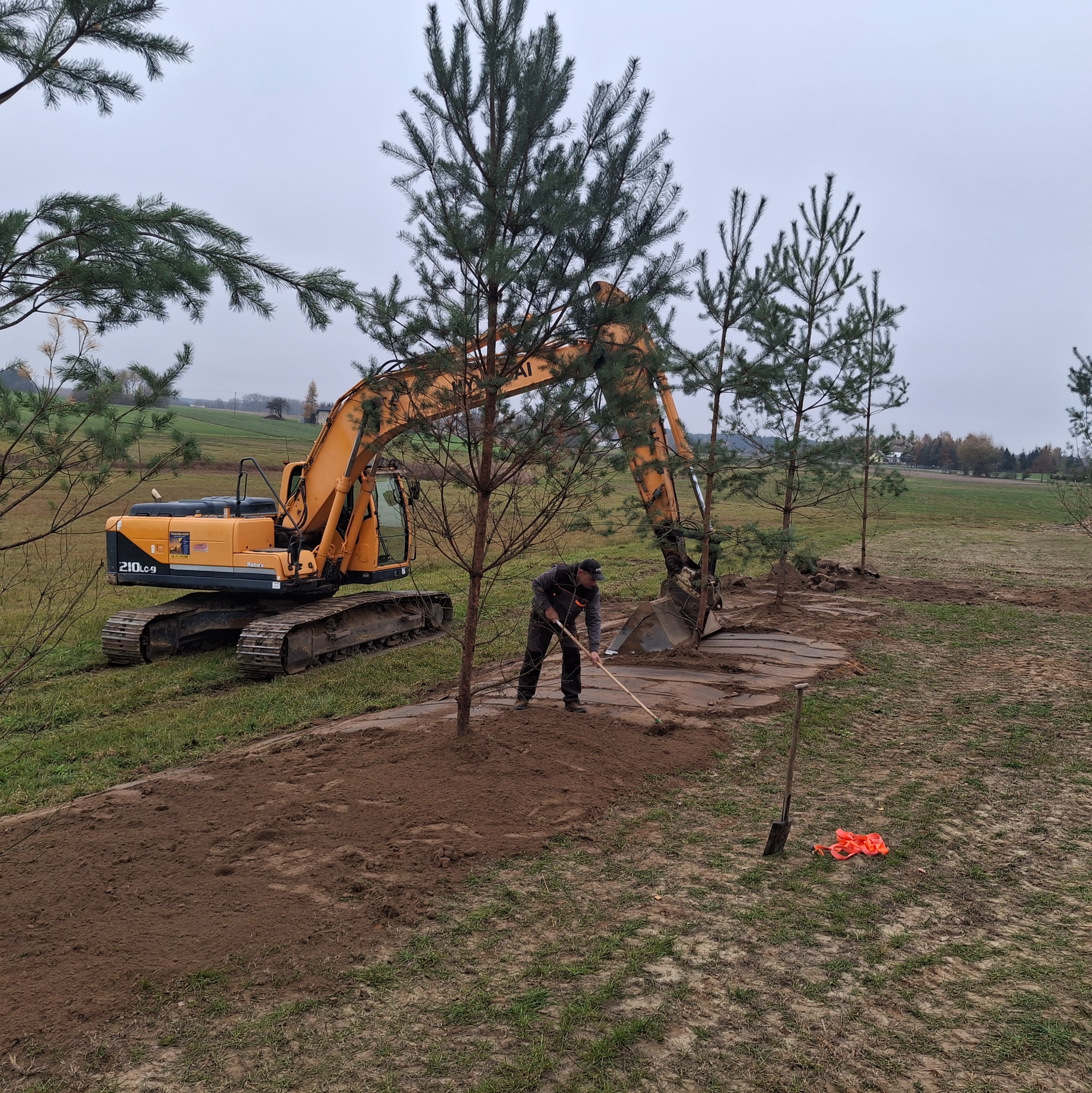 Żółty koparka Hyundai 210LC-9 w trakcie sadzenia młodych drzewek iglastych, pracownik wyrównuje ziemię wokół drzewka grabiami, w tle rozległe pole i pochmurne niebo.