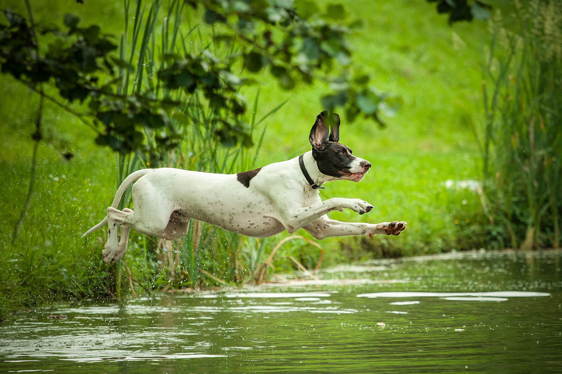 Fotografia zwierząt