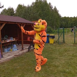 Witanie się z gościmi w roli Tygrysa