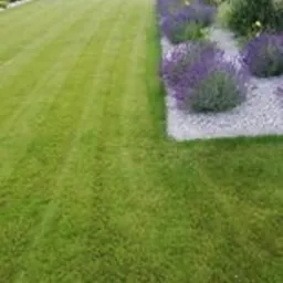 Perfekcyjnie przystrzyżony trawnik z wyraźnymi pasami, obok rabata z lawendą i jasnym żwirem, w tle rząd wysokich, smukłych drzew iglastych.