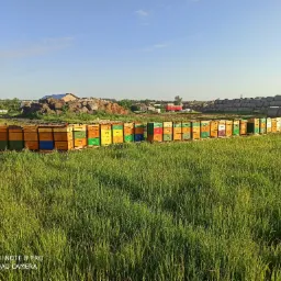 Rząd kolorowych uli na łące, w tle stogi siana i zabudowania gospodarcze.